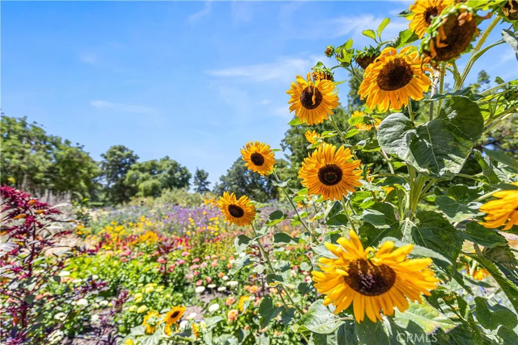 Flower Garden