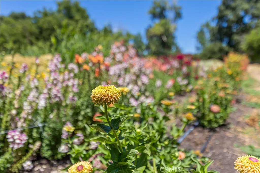 Abundant Gardens