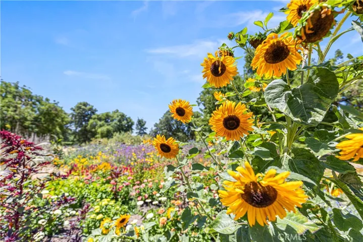 Flower Garden