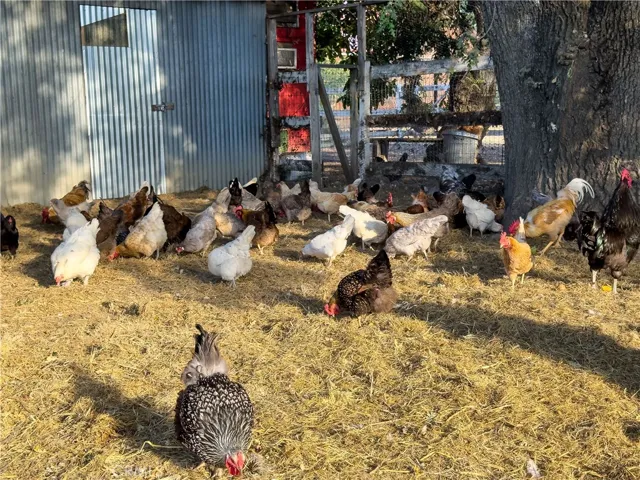 Automatic Chicken Habitat
