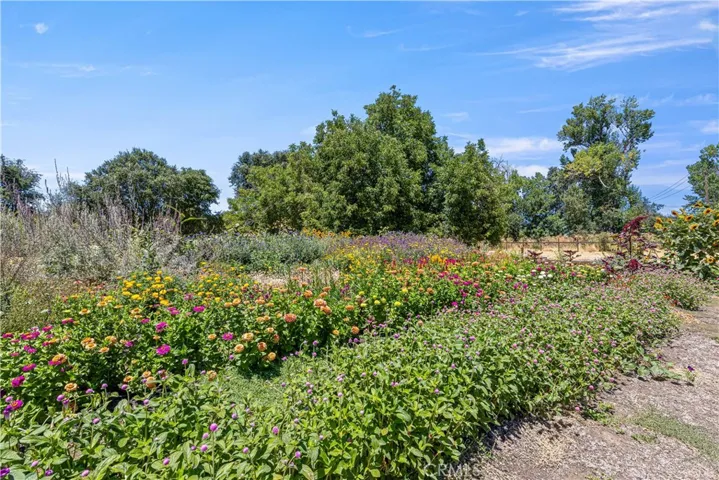 Veggie Garden