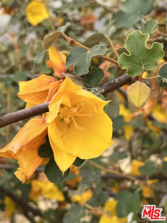 Native,  CA Flannelbush