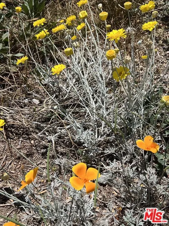 Native CA Poppys