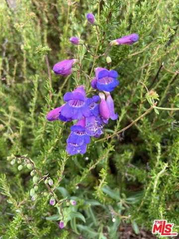 Native plBant, Penstemon