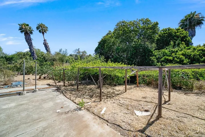 Grapevines