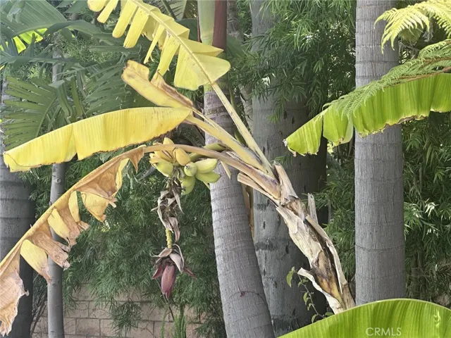 Active producing Banana tree