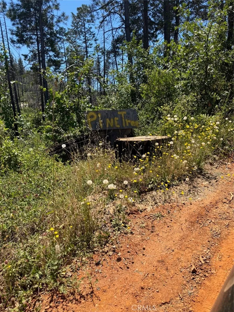Sign for Pine Tree Rd