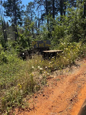 Sign for Pine Tree Rd