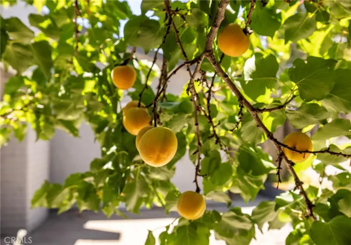 Fruit trees