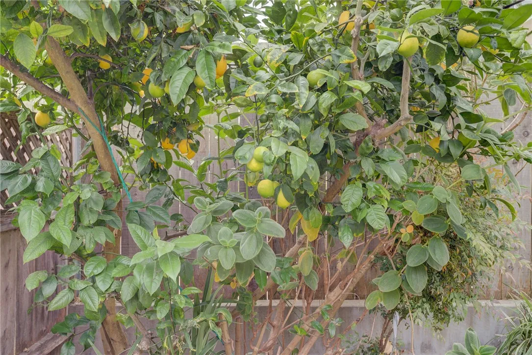 Mature lemon tree in the backyard Mature lemon tree in the backyard