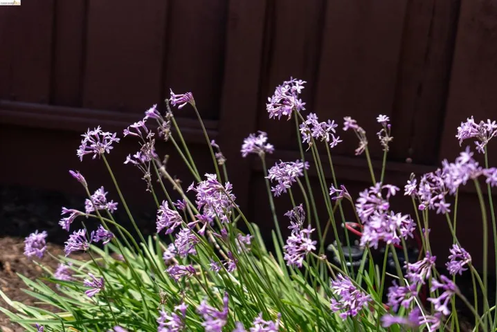 Lush purple allium blooms with verdant foliage set against a dark-stained wood fence