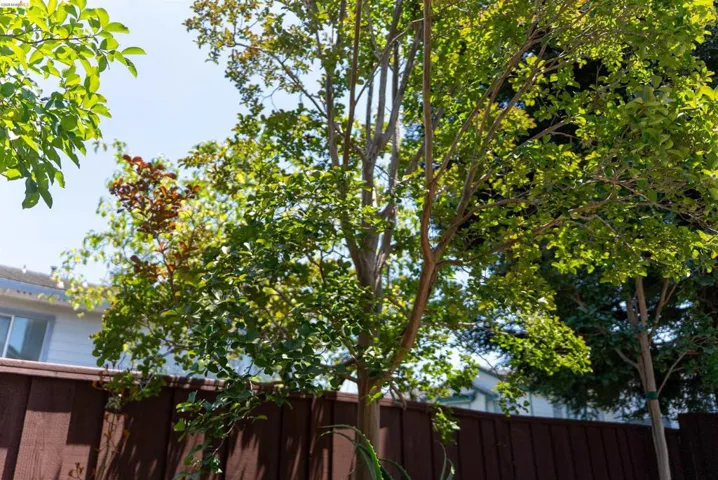 Mature landscaping featuring vibrant green foliage and a tall privacy fence