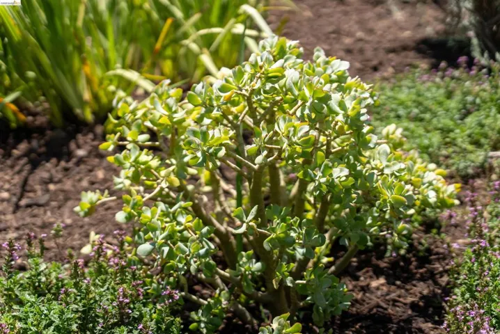 Garden bed featuring a succulent plant, ground cover with small purple flowers, and mulched soil
