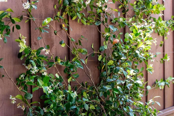 Wood-paneled fence with climbing flowering vines