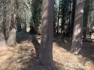 PINE TREES ON LOTS.