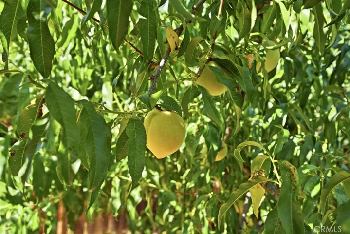 Fruit Trees including: Peaches, plum, nectarine, loquat, lime & pomegranate