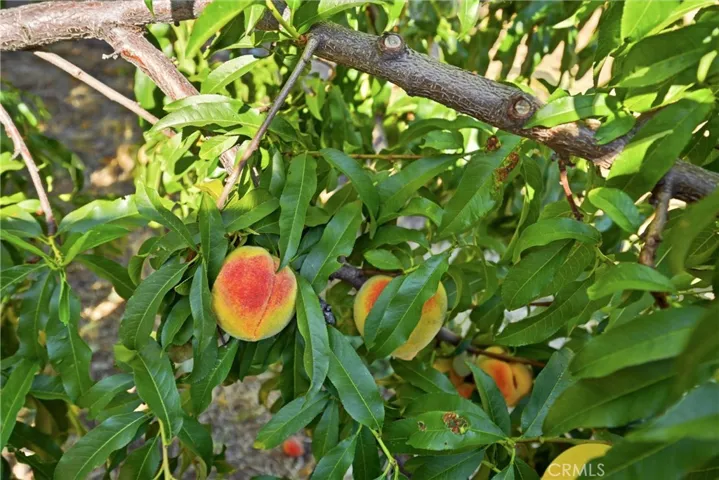 Fruit Trees including: Peaches, plum, nectarine, loquat, lime & pomegranate