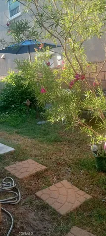Hummingbirds