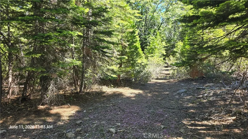 Old road between cabins 1 & 2
