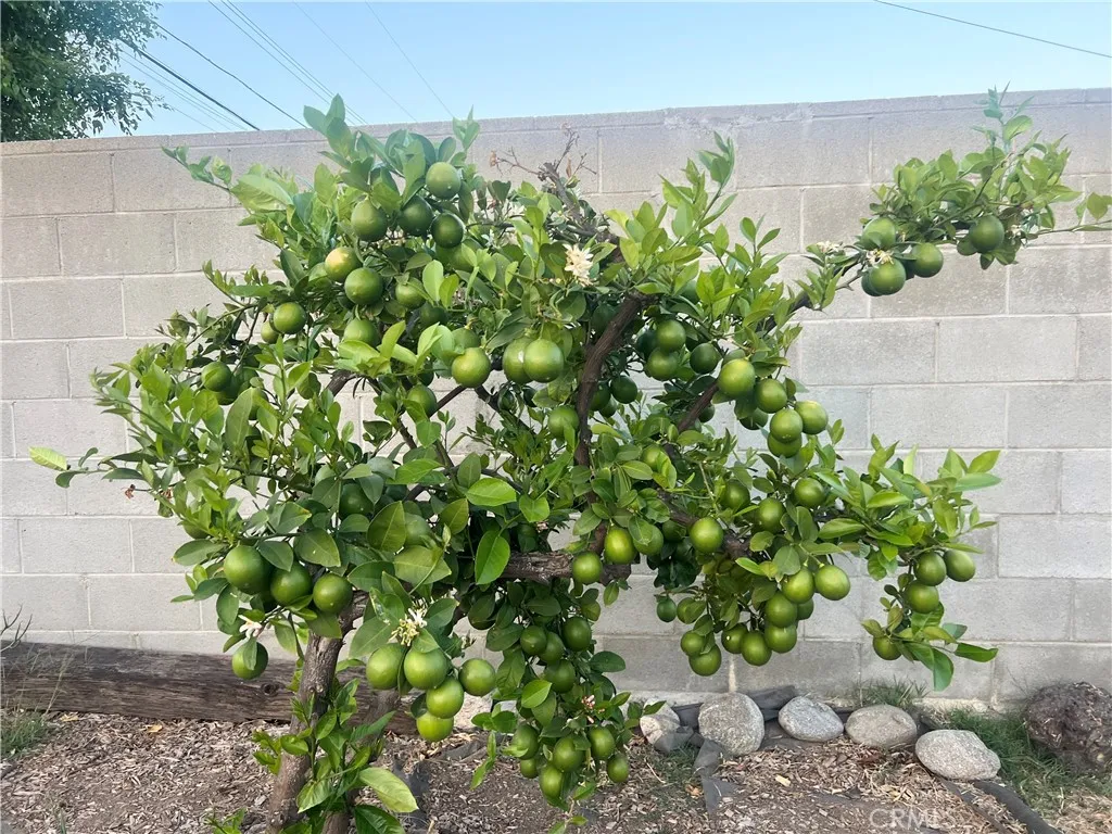 Fruit tree in backyard
