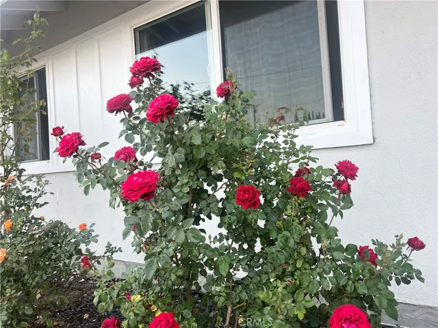 Front yard