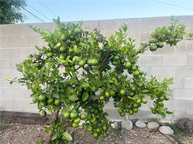 Fruit tree in backyard