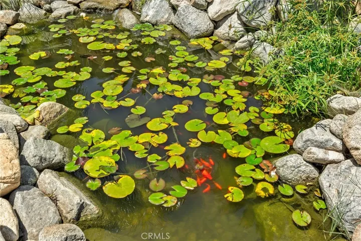 Koi pond