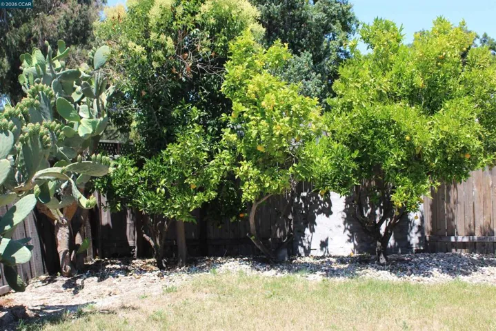 BACKYARD FRUIT TREES