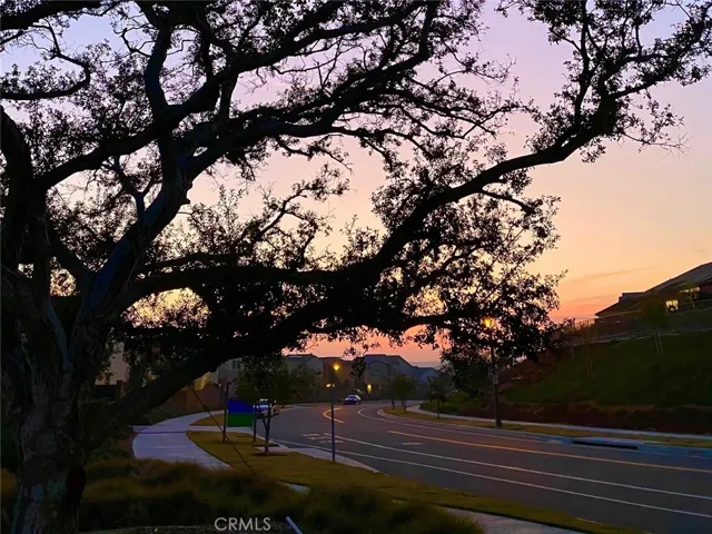 Twilight streetscape with mature trees and a calm evening atmosphere.