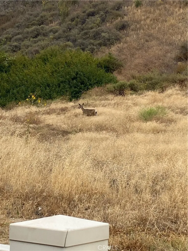 Deer sighting from backyard