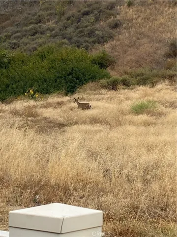 Deer sighting from backyard