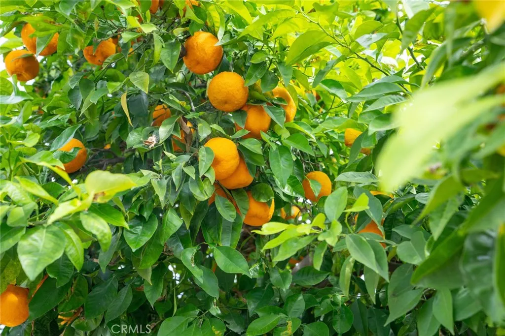 Sour orange in front yard