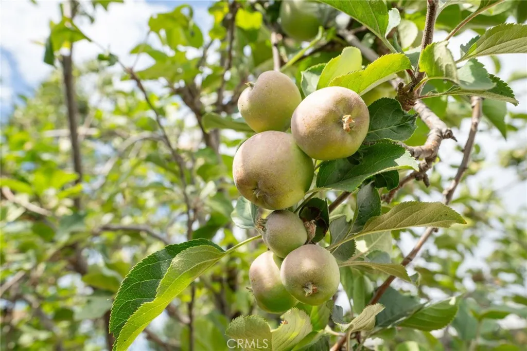 Apple (or Asian Pear) tree with fruit