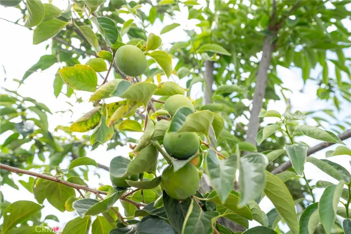 Persimmon tree with fruit