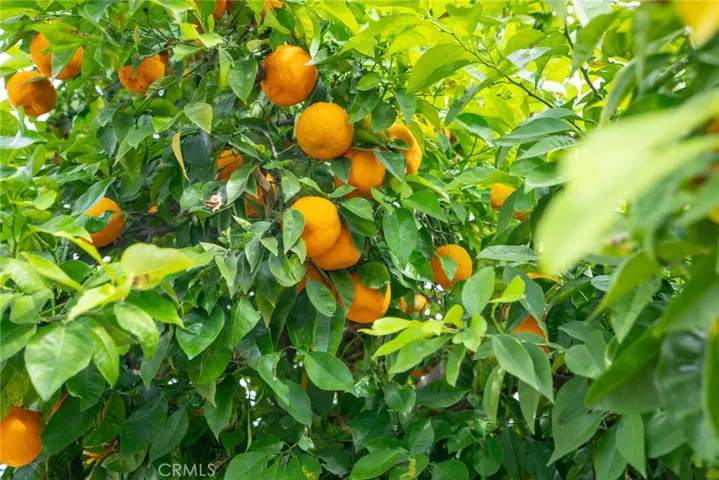 Sour orange in front yard