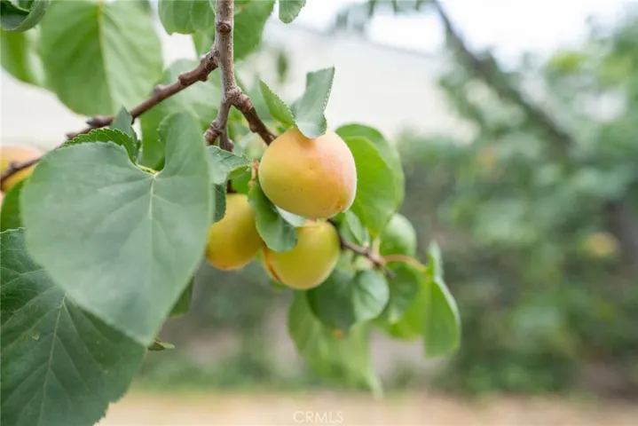 Stonefruit (might be peach) in the backyard
