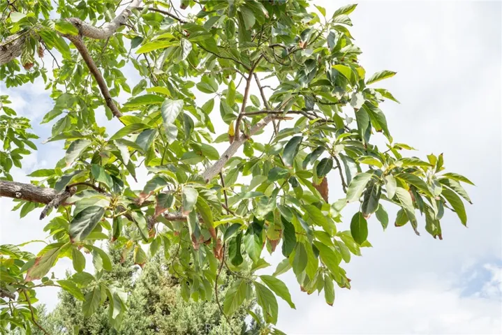 Avocado tree