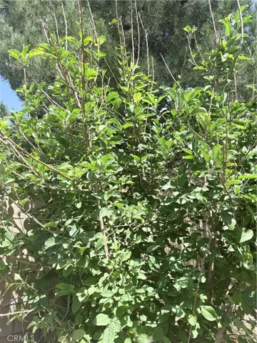 fruit tree