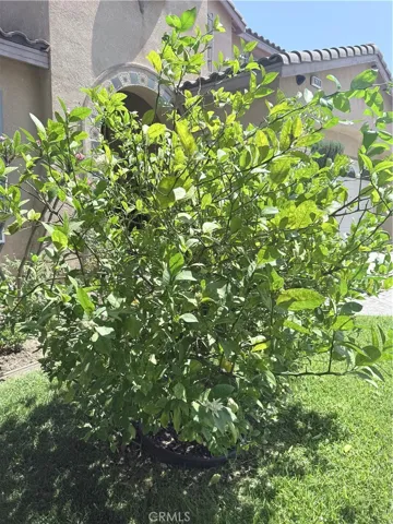 fruit tree