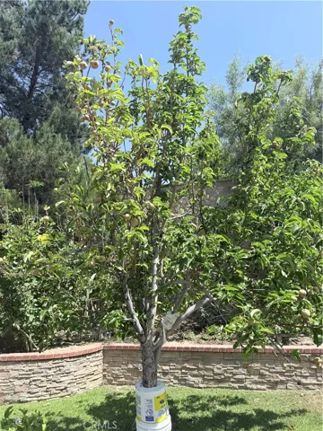 fruit tree