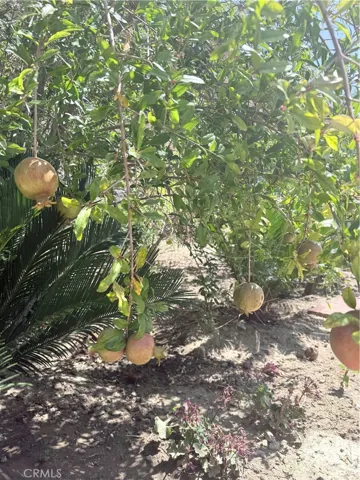 fruit tree