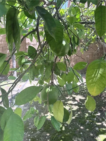 fruit tree