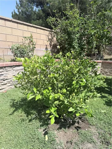 fruit tree