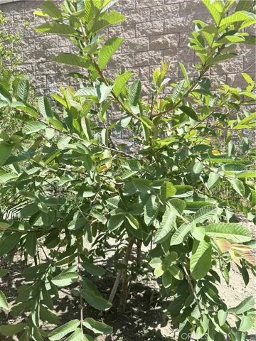 fruit tree