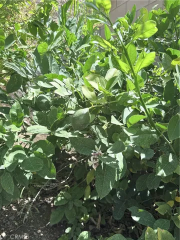 fruit tree