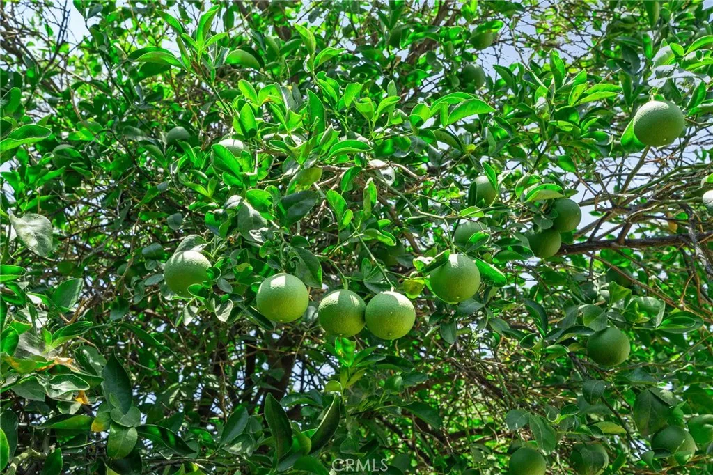 Lemon Tree