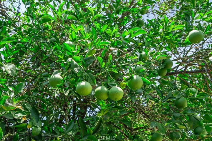 Lemon Tree
