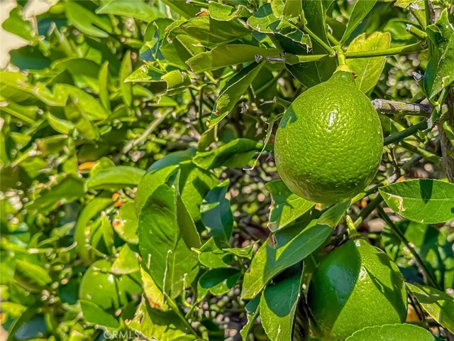 Fruit tree in backyard