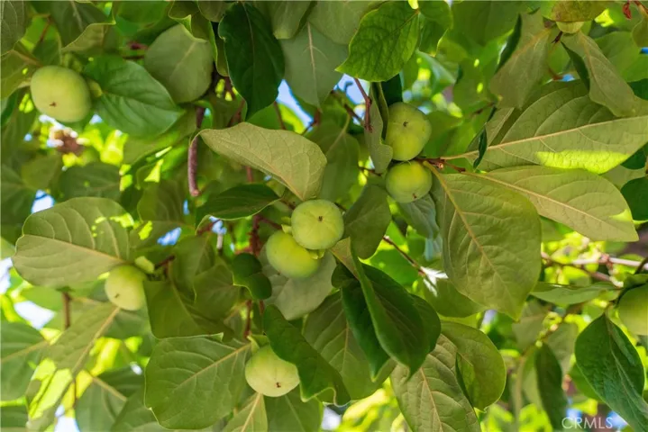 Persimmon tree