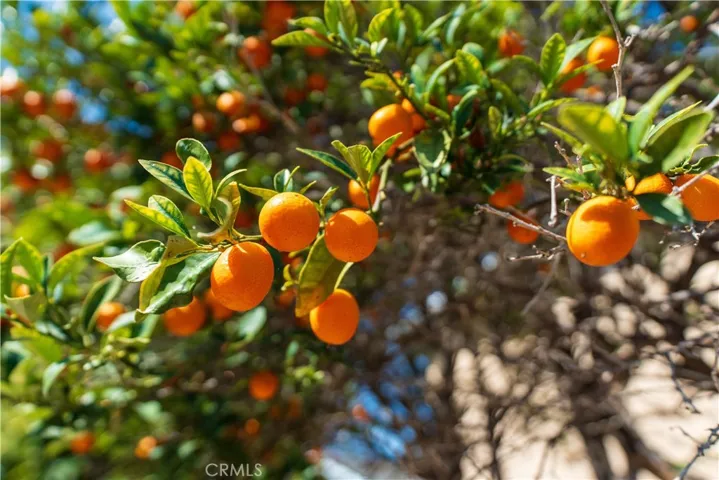 Kumquat tree
